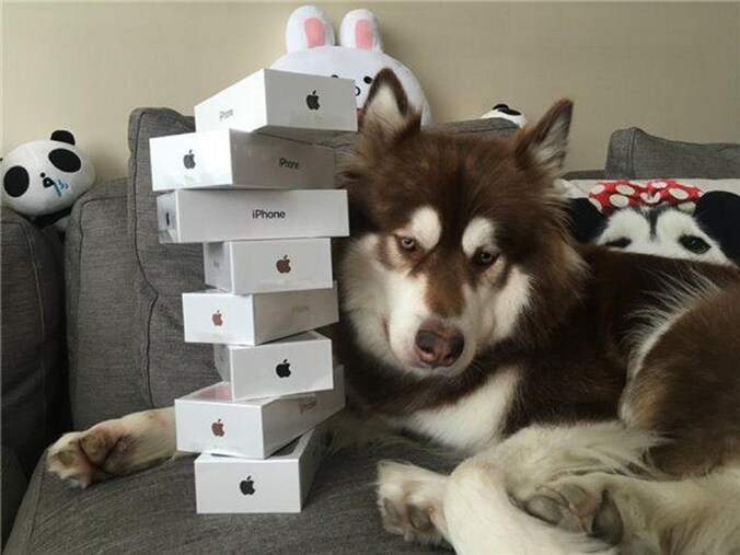 Coco was volgens zijn baasje erg toe aan acht iPhones