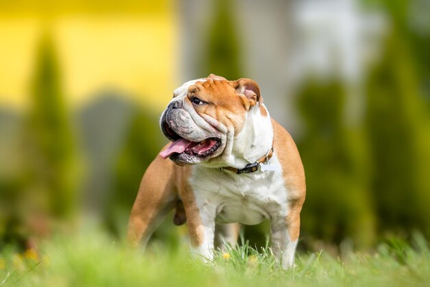 Engelse bulldog