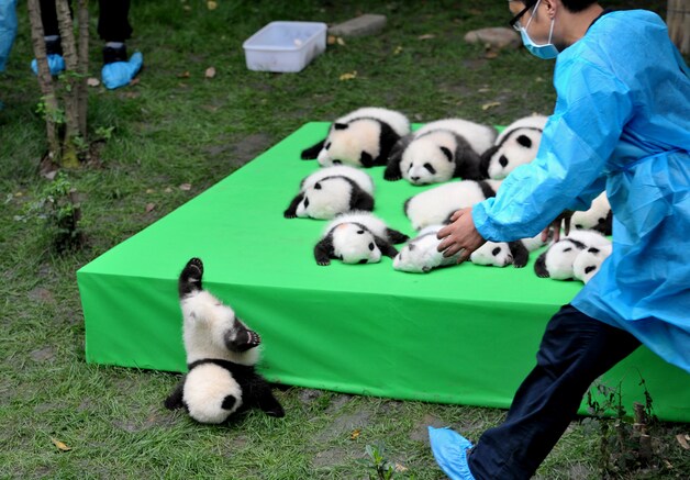 Een reuzepanda valt van het podium terwijl hij met zijn 22 broertjes en zusjes wordt voorgesteld aan de pers in de Chengdu Research Base of Giant Panda Breeding in China.