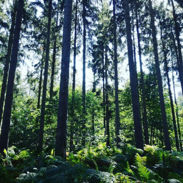 Heverleebos