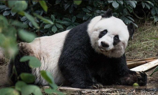 Jia Jia