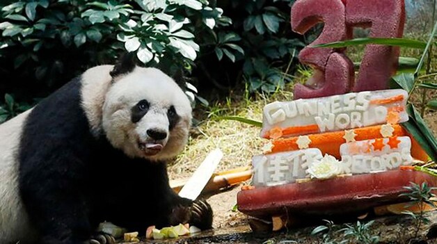 Jia Jia op haar 37ste verjaardag