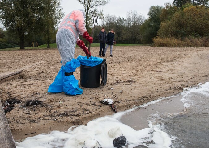 Dode kuifeenden worden geruimd op een strandje bij Monnickendam. Onderzoek door de Nederlandse Voedsel- en Warenautoriteit (NVWA) wees uit dat de dode watervogels zijn besmet met vogelgriep van het type H5N8.