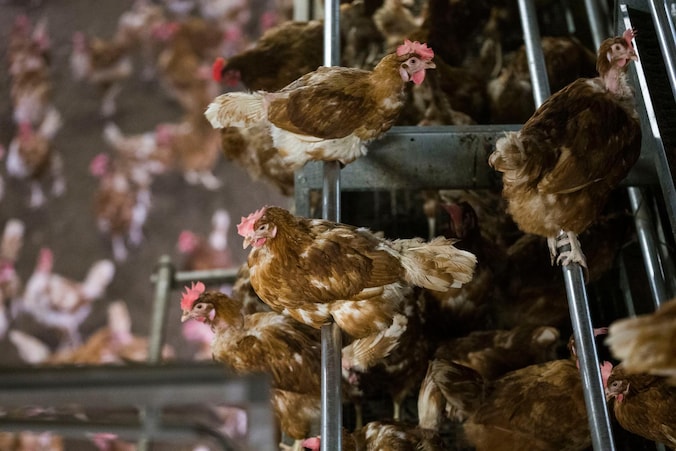In Nederland geldt sinds kort een ophokplicht bij pluimveebedrijven