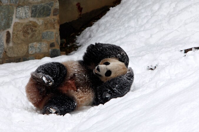 Mei Xiang.