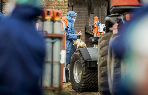 Een eendenkwekerij in het Nederlandse Hierden.