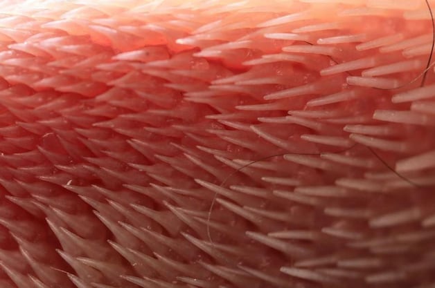 Close-up van "de perfecte haarborstel", de kattentong