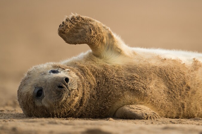 Een grijzezeehondenpup op een strand in het Engelse Louth.