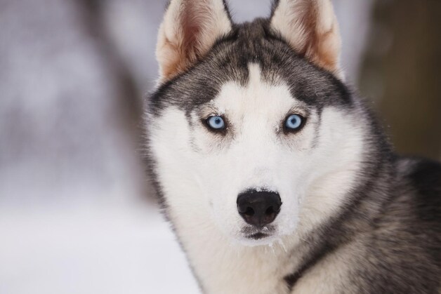 Een husky.