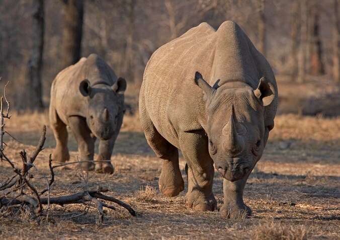 Ook deze oostelijke zwarte neushoorn is met uitsterven bedreigd.