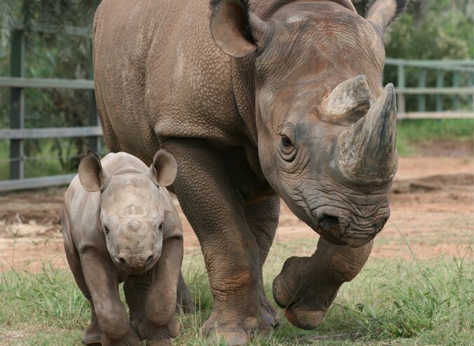 De trots van Taronga: Bakhita met haar kalf in april 2010. Het is onduidelijk of deze dieren nog in leven zijn.