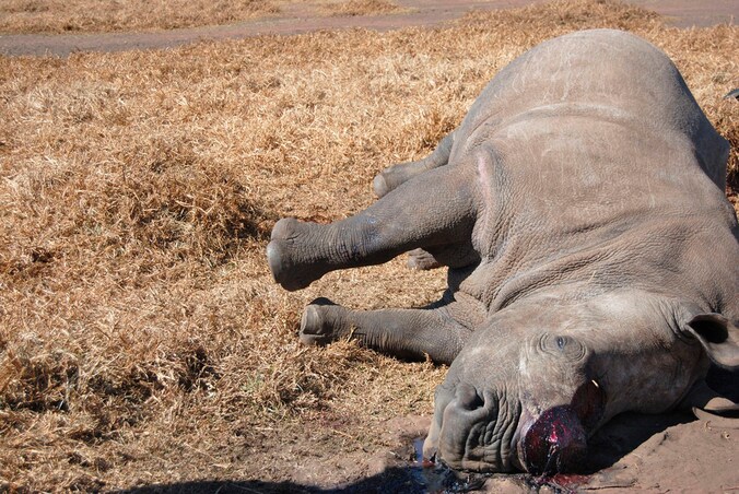 In het Kruger Park zijn vorig jaar 600 neushoorns gedood voor hun hoorns.