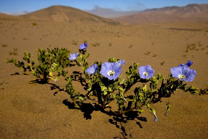 De Atacama-woestijn tussen Copiapo en Vallenar in Chili.