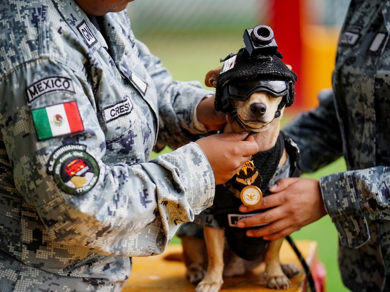 Comando, het nieuwe lid van de Mexicaanse Nationale Garde