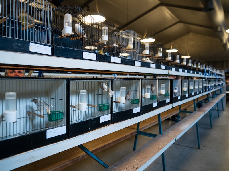De vogelshow in Depot Deluxe in 2025. 