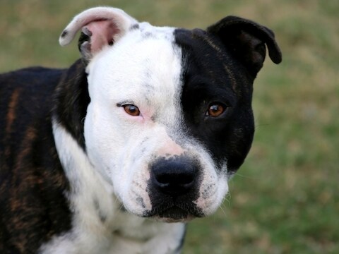 Een hond van het ras American Staffordshire viel het oudere koppel aan.