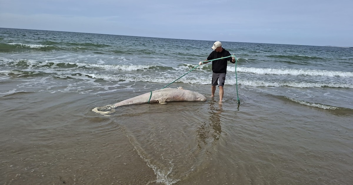 Dode beloega aangespoeld in Nederland, waarschijnlijk gaat het om dier dat ook verwondering bracht i