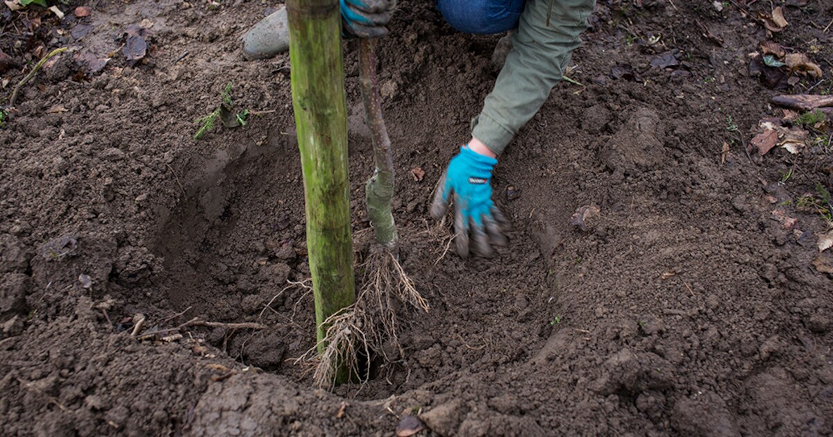 Roeselare wil inwoners aanzetten om hun tuin te behagen via ...