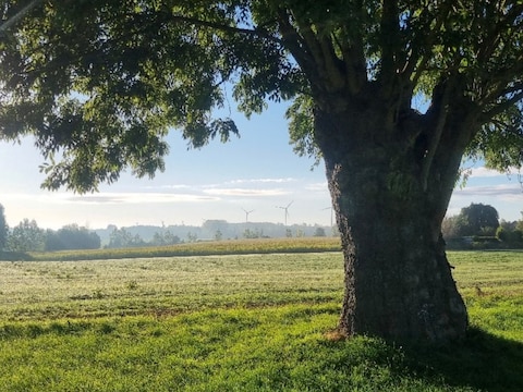 De landschappen rond Landen herbergen tal van bijzondere groene reuzen van meer dan een eeuw oud. 