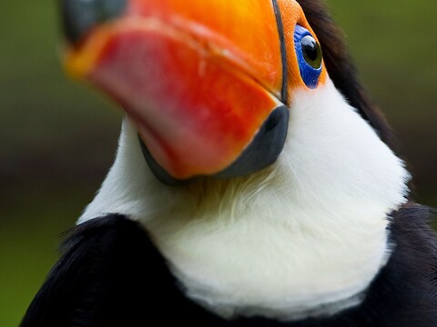 Een toekan (niet de vogel in kwestie).