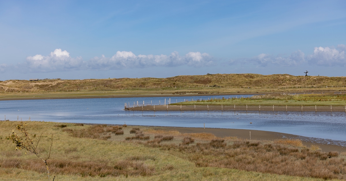 Gezinswandeling in het Zwin op 7 april: speelse ontdekkingstocht door ...