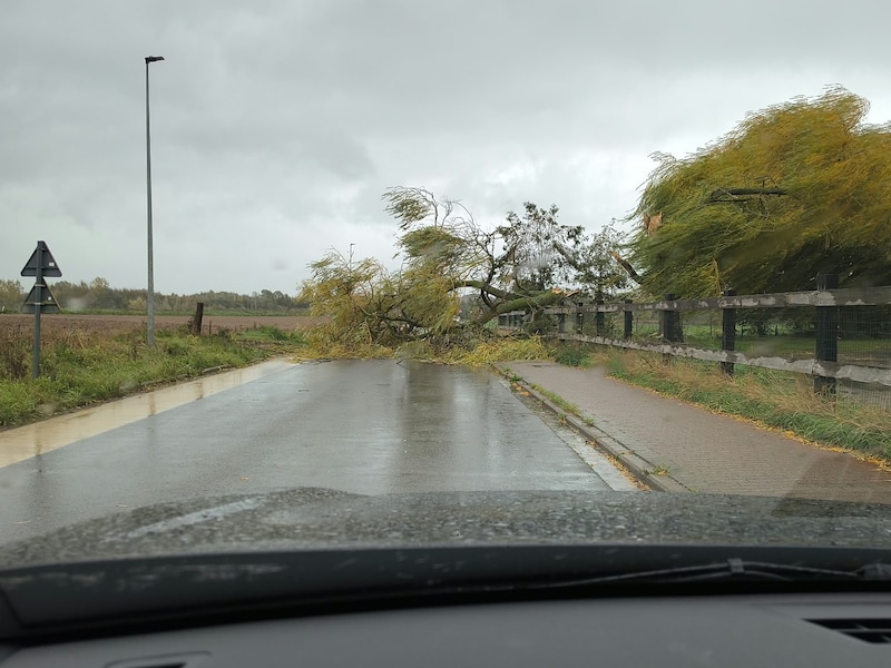 De boom kwam op de weg terecht in Aalst