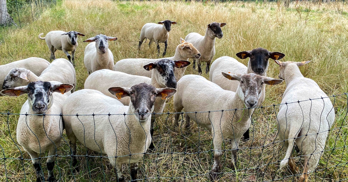 Lammetjes knuffelen en croques eten: Forestree Farm zet deuren open
