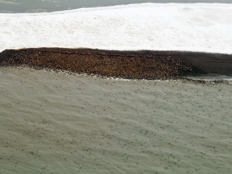 Meer dan 10.000 walrussen bevinden zich schouder aan schouder op de rotsige kust.