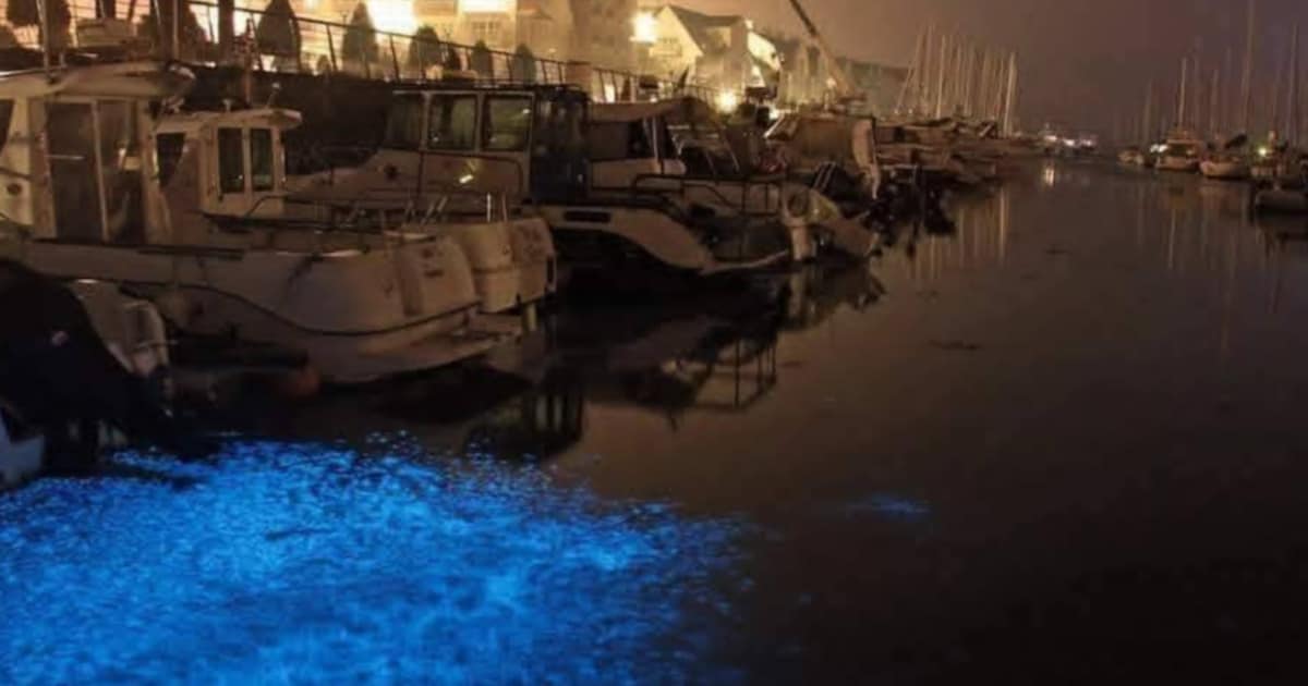 KIJK. Zeehond zwemt door blauw gekleurde zeevonk in Nieuwpoort: “Een magisch fenomeen”