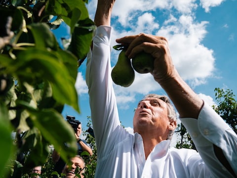 Federaal vicepremier Jan Jambon kwam donderdag peren plukken bij LemBi Fruit in Emblem.