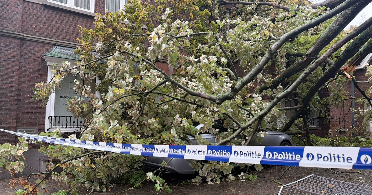 Deel van boom belandt op auto in centrum van Wevelgem | Regio | HLN.be
