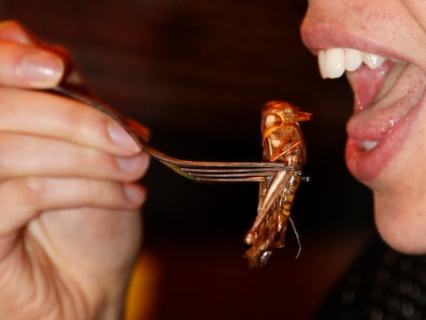 Een vrouw eet een gegrilde sprinkhaan in het restaurant Le Festin Nu, het eerste Parijse etablissement dat insecten serveert.