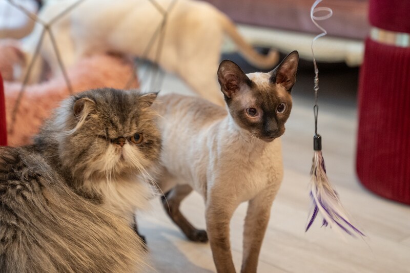 Stervormig interactief kattenspeelgoed | kauwbestendig