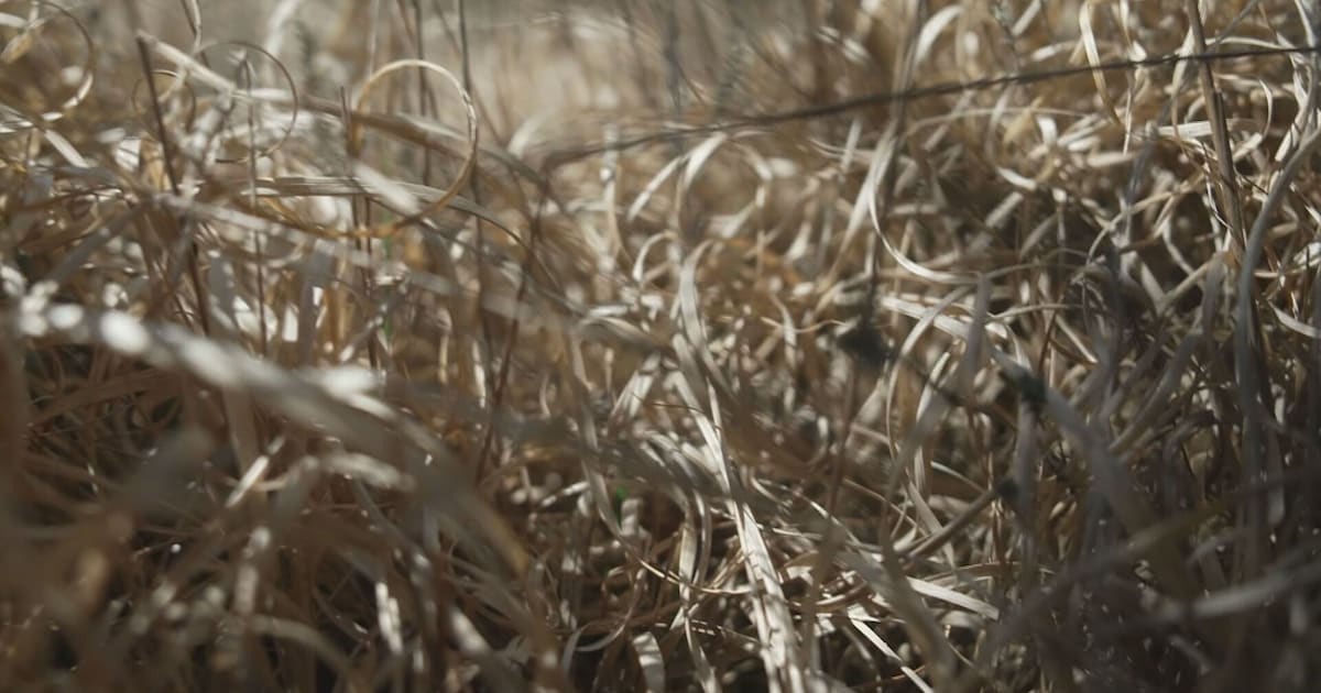 Code oranje geldt in Schelle door brandgevaar in de natuur
