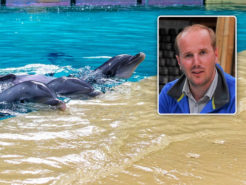 Lars van den Ham (46) is directeur van Boudewijn Seapark: “Er is gewoon nergens plaats voor onze dolfijnen.”