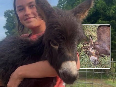 Ezel HeeHaw met zijn verzorger Hannah. 