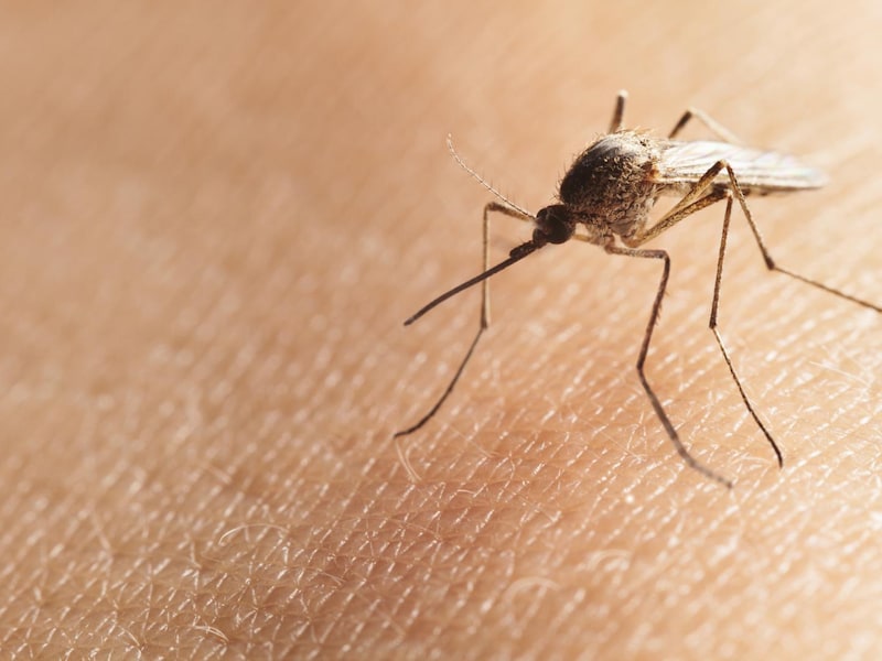 WHO waarschuwt voor stijgend aantal gevallen van westnijlvirus in Europa