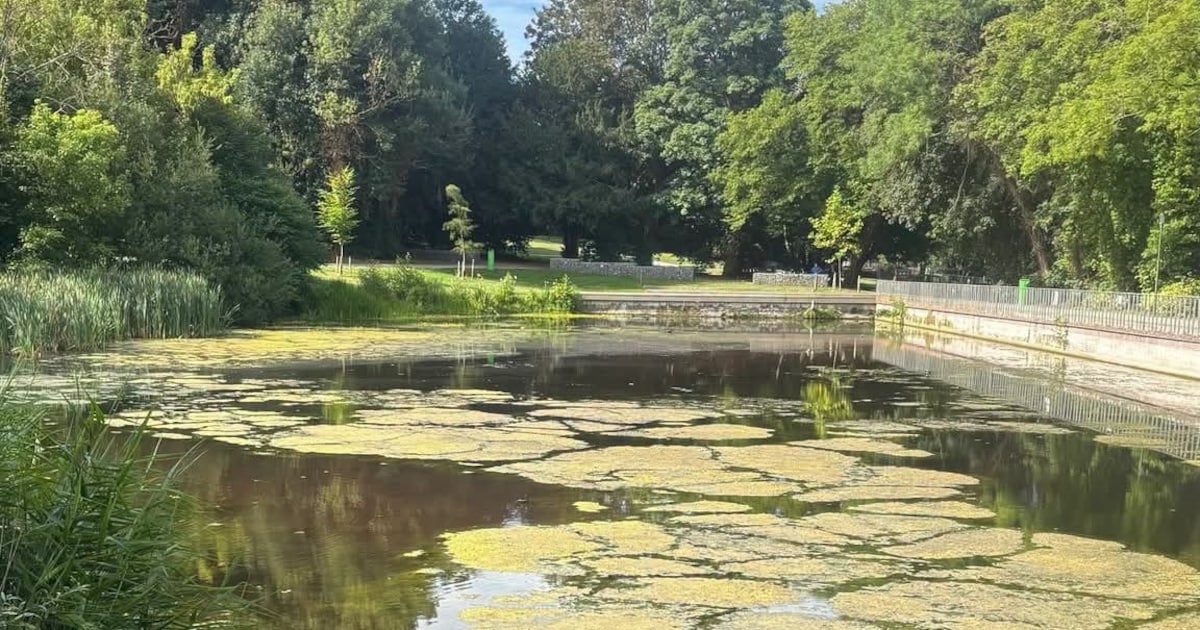 Stad Geraardsbergen roept op om wilde dieren niet te voederen: “Goed bedoeld, maar schadelijk voor m