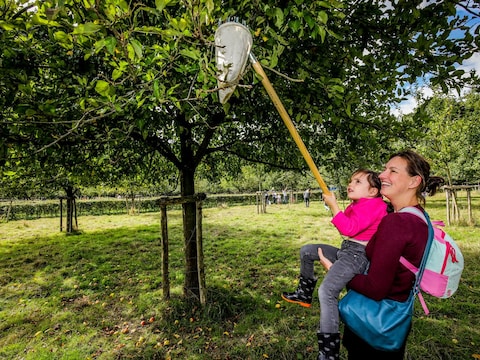De boomgaard in Brugge levert dit jaar te weinig fruit op.