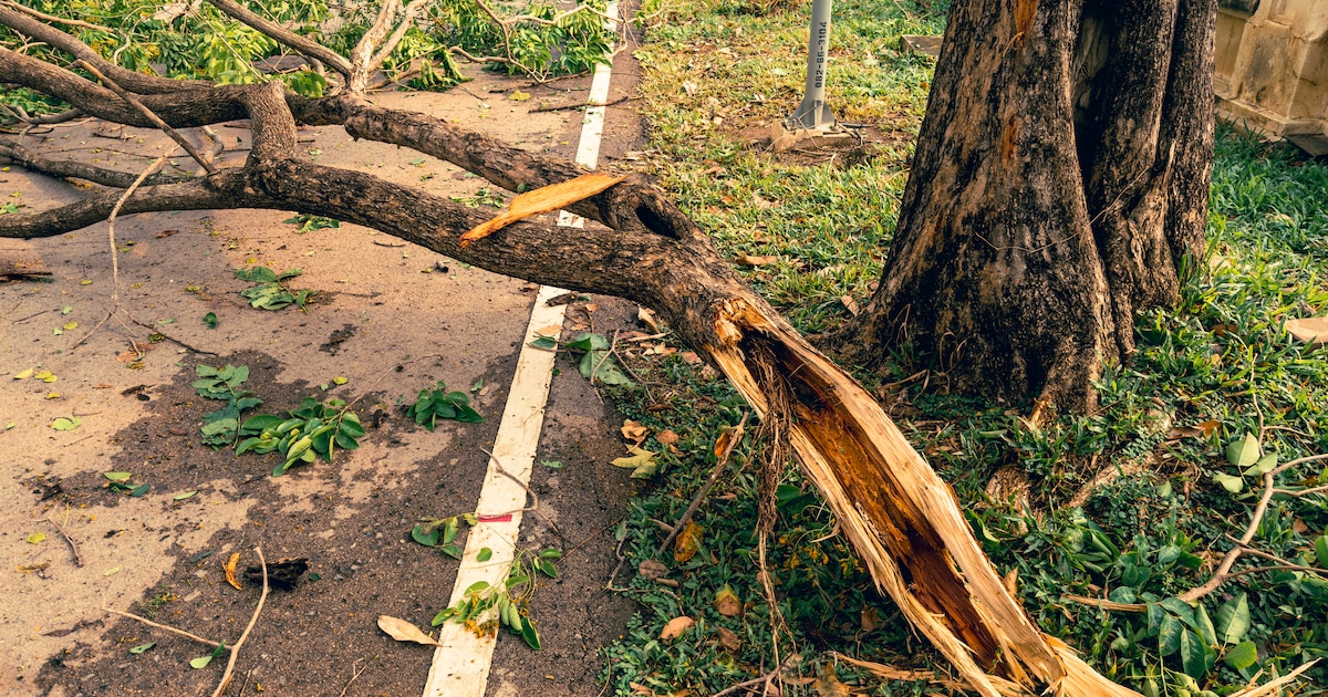 Parken en andere trekpleisters gesloten omwille van storm in Mechelen: “Wees voorzichtig”