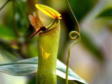 Een insect zit op de rand van een bekerplant