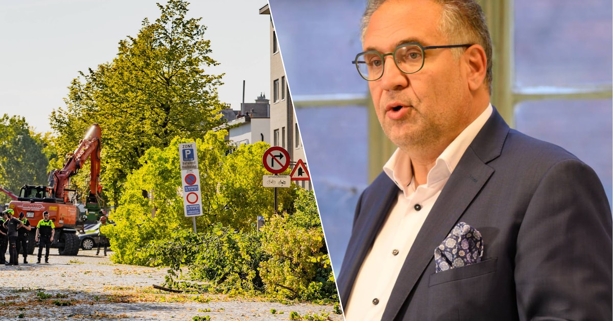 Bomenkap in Deurne voorlopig stopgezet, schepen Koen Kennis reageert voor het eerst: “Dit hadden wij