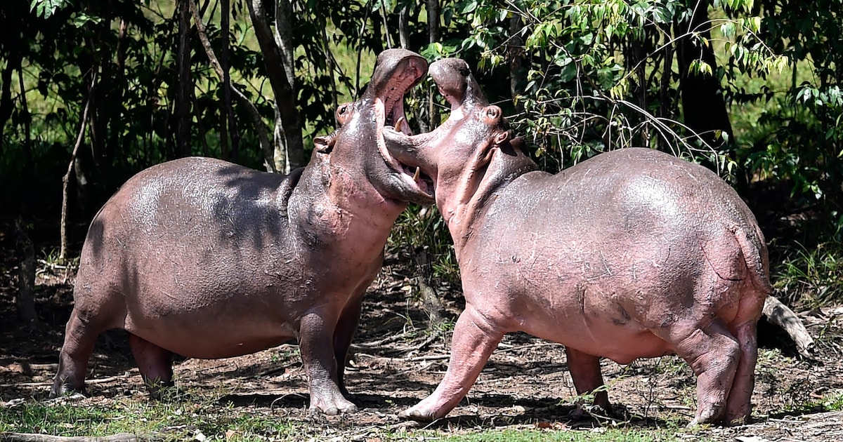 Colombia wil 'Escobar-nijlpaarden' laten afmaken