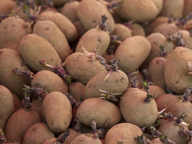 In 2009 startte de Gentse universiteit een proefproject met genetisch gemanipuleerde aardappelen.