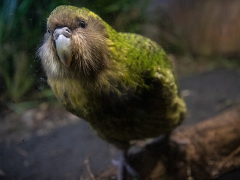 De kakapo, een bedreigde Nieuws-Zeelandse vogelsoort