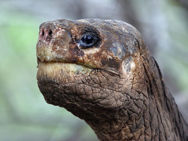 'Eenzame George'.