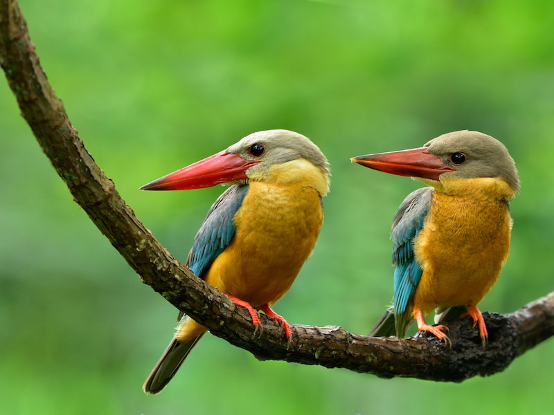 Meer valse vogelwaarnemingen door AI: onderzoekers waarschuwen voor nepbeelden op natuurplatforms