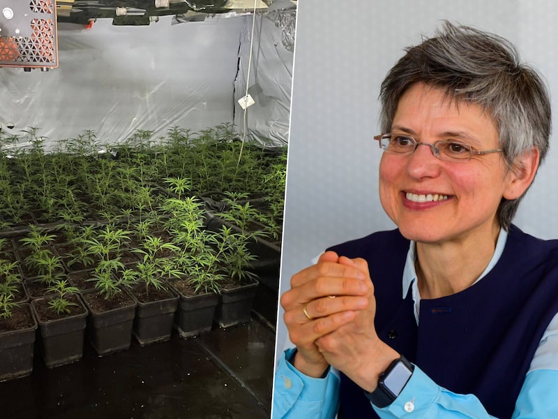 Foto (l.) Een archiefbeeld van een cannabisplantage. Het anonieme meldpunt drugsplantageontdekt.be kreeg sinds de start eind 2021 al meer dan 3.000 meldingen binnen. Foto (r.) Gouverneur Cathy Berx lanceerde het meldpunt samen met het parket van Antwerpen en de politie.