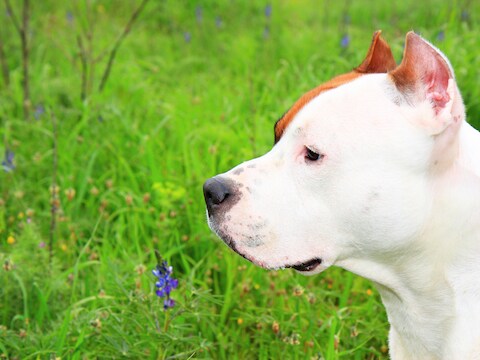 Een Amerikaanse Staffordshire terriër of amstaff