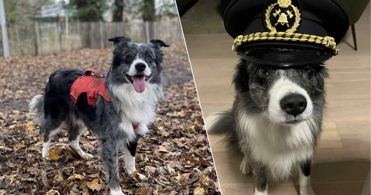 Hondje Baco (9) vindt onderkoelde en bewusteloze man tijdens avondwandeling in Nieuwpoort: “Wellicht